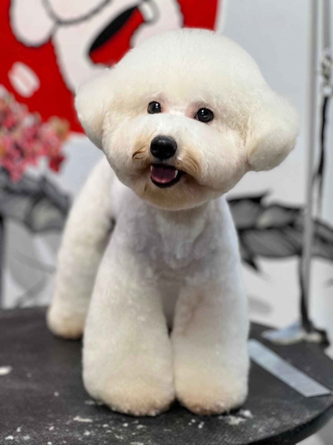 스파에서 미용을 마친 푸들