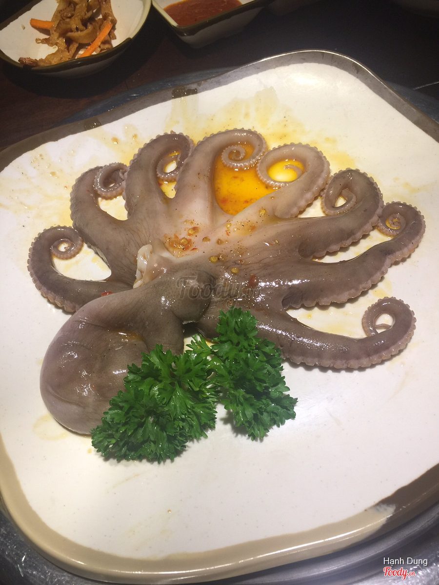 Bạch tuộc đại dương