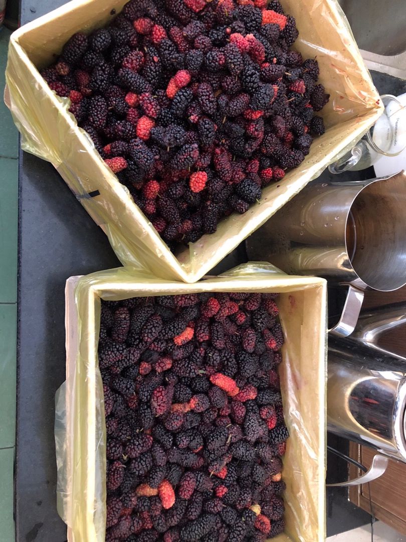 Fresh mulberries in the Thuận Cà Phê kitchen
